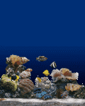 pic for aquarium