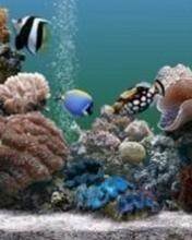 pic for aquarium