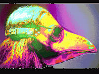 pic for bird