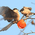 pic for birds