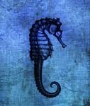 pic for blueseahorse