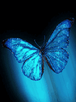 pic for butterfly