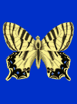pic for butterfly
