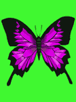 pic for butterfly