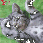pic for cat