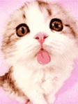 pic for cat