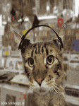 pic for cat