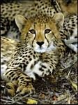 pic for cheetah