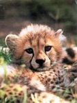 pic for cheetah