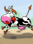 pic for crazycow