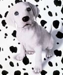 pic for dalmation