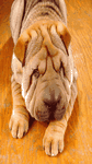 pic for dog