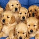 pic for doggies