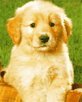 pic for dogs