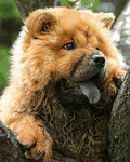 pic for dogz