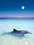 pic for dolphin