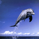 pic for dolphin