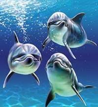 pic for dolphins