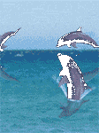 pic for dolphins