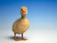 pic for duck
