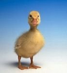 pic for duck