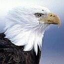 pic for eagle