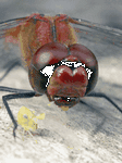 pic for fly