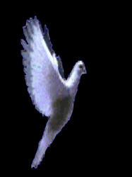 pic for flying