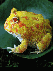 pic for frog