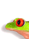pic for frog