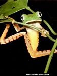 pic for froggi