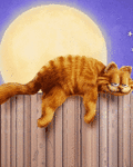 pic for garfield