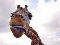 pic for giraffe