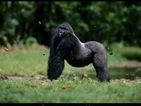 pic for gorilla