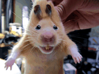 pic for hamster