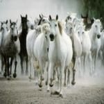 pic for horses