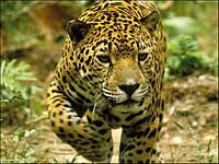 pic for jaguar