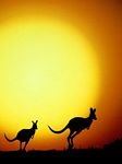 pic for kangaroo