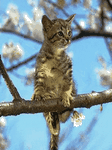 pic for kitty