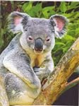 pic for koala