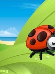 pic for ladybird
