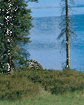 pic for landscape