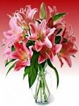 pic for lilies