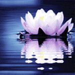 pic for lotus