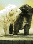pic for love