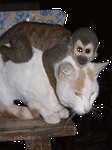 pic for monkeys&company