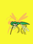 pic for moskito
