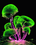 pic for mushroom