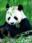 pic for panda