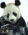 pic for panda